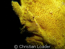 Giant Frogfish at Seaventures, Mabul Island, Borneo by Christian Loader 